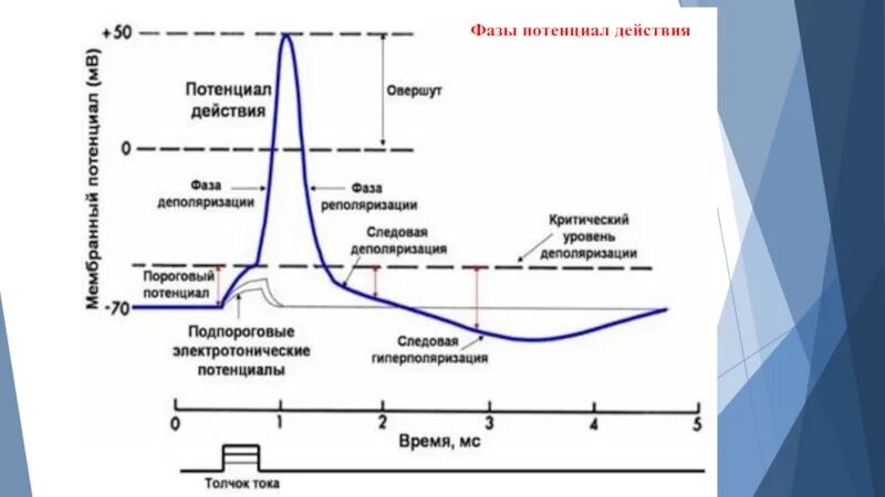 Фазы потенциала действия физиология график. Мембранный потенциал действия схема. Фазы деполяризации, реполяризации, гиперполяризации. Отрицательный мембранный потенциал клетки это.