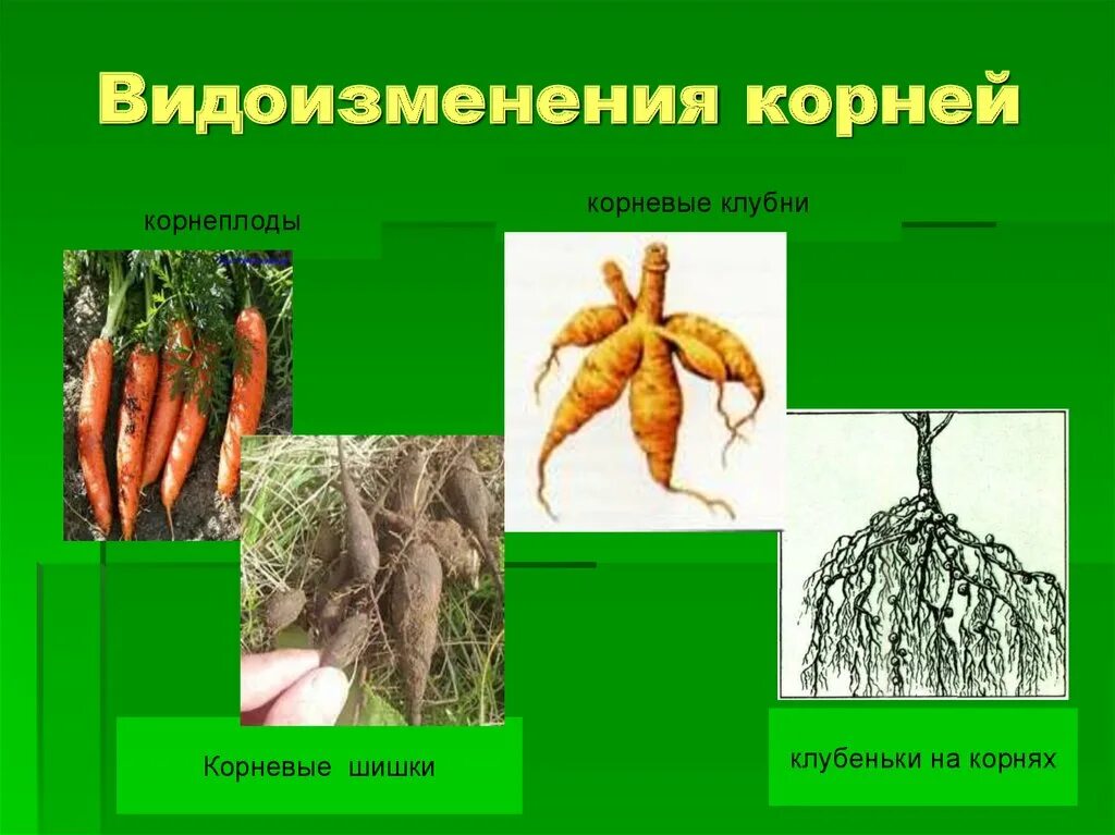 Корнеплоды, корнеклубни, клубеньки. Видоизменённые корни корневые клубни. Корневые клубни это видоизменение. Видоизмененный корень имеется у