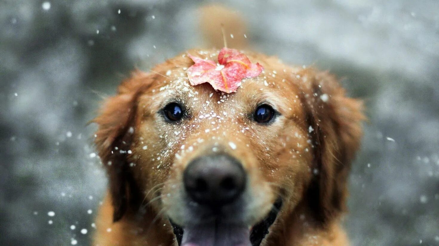 Картинки животных снег. Картинки на рабочий стол собаки. Веселая собака. Собака зимой. Радостная собака.