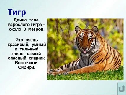 Вопрос тигра