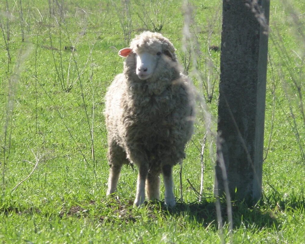 Ярок ягненок. Манычский меринос порода овец. Тонкорунные овцы. Стоящий баран. СУЯГНЫЙ баран.