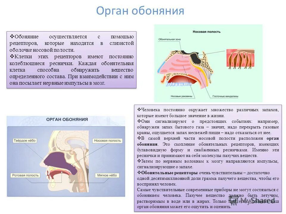 Чувствительность органа обоняния. Анализатор обоняние рецепторы. Орган обоняния строение и функции. Носовая полость орган обоняния. Обонятельный анализатор особенности рецепторов.