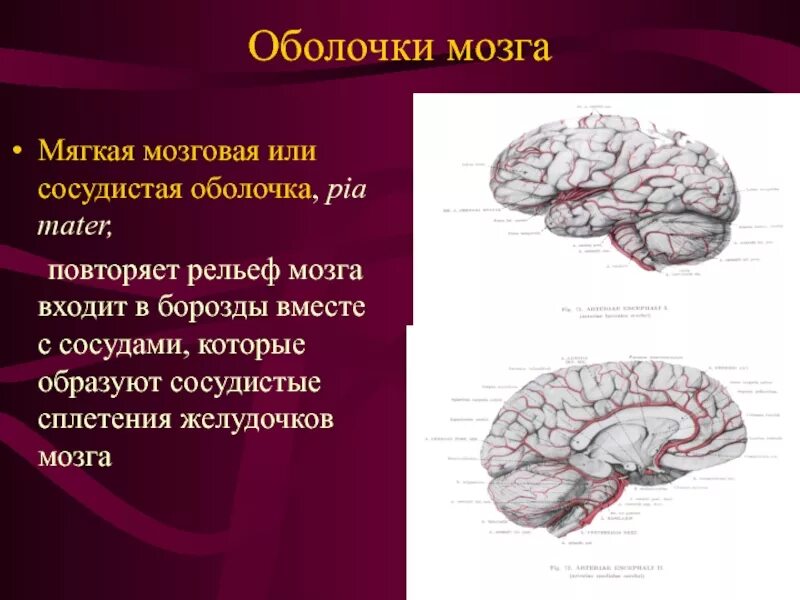Строение мягкой мозговой оболочки. Строение мягкой оболочки головного мозга. Мягкая сосудистая оболочка. Оболочки головного мозга твердая паутинная и мягкая. Мягкая сосудистая оболочка.