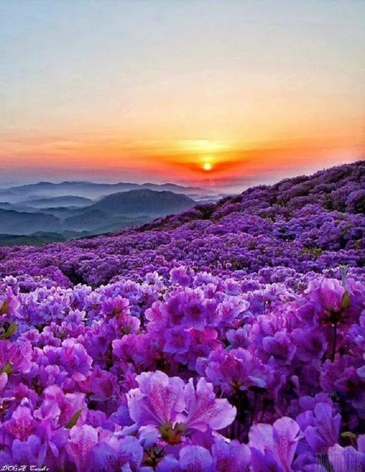 It s beautiful flower. Сиреневые цветы. Красота природы. Красивый пейзаж. Фиолетовые цветы.