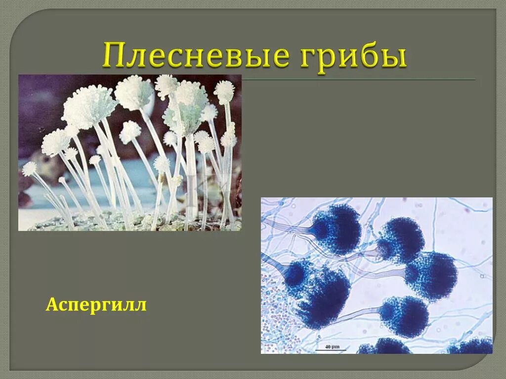 Грибы мукор пеницилл дрожжи. Плесневые грибы аспергилл. Плесневые (Aspergillus, Mucor. Плесневый гриб аспергилл. Аспергилл паразитические грибы.