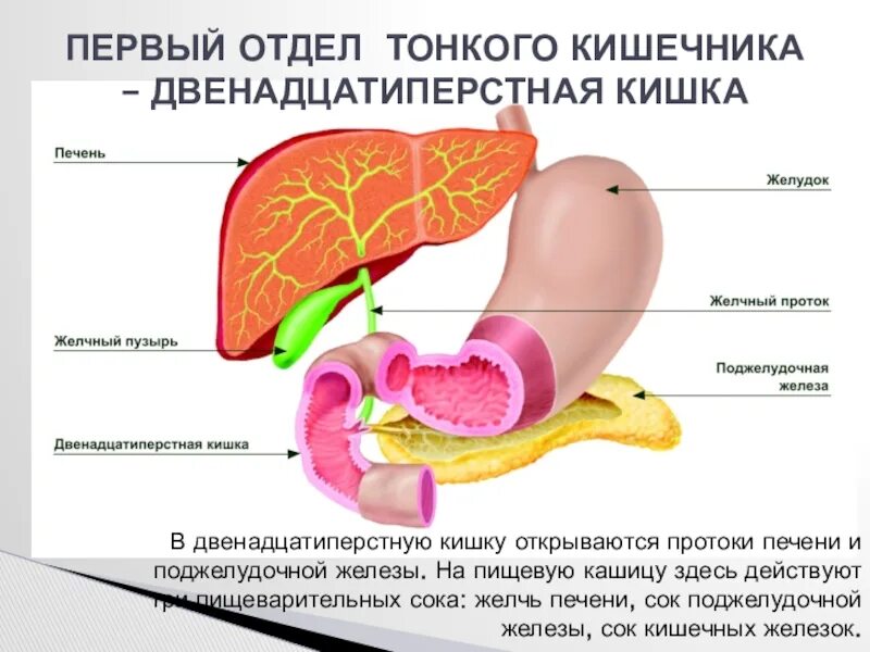 В тонкую кишку открываются. Протоки печени и поджелудочной железы открываются в. Желчь и поджелудочный сок по протокам попадает в. Панкреатический сок и желчь. Печень двенадцатиперстная кишка поджелудочная железа.