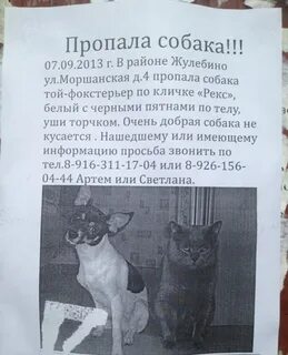 Пропало домашнее животное