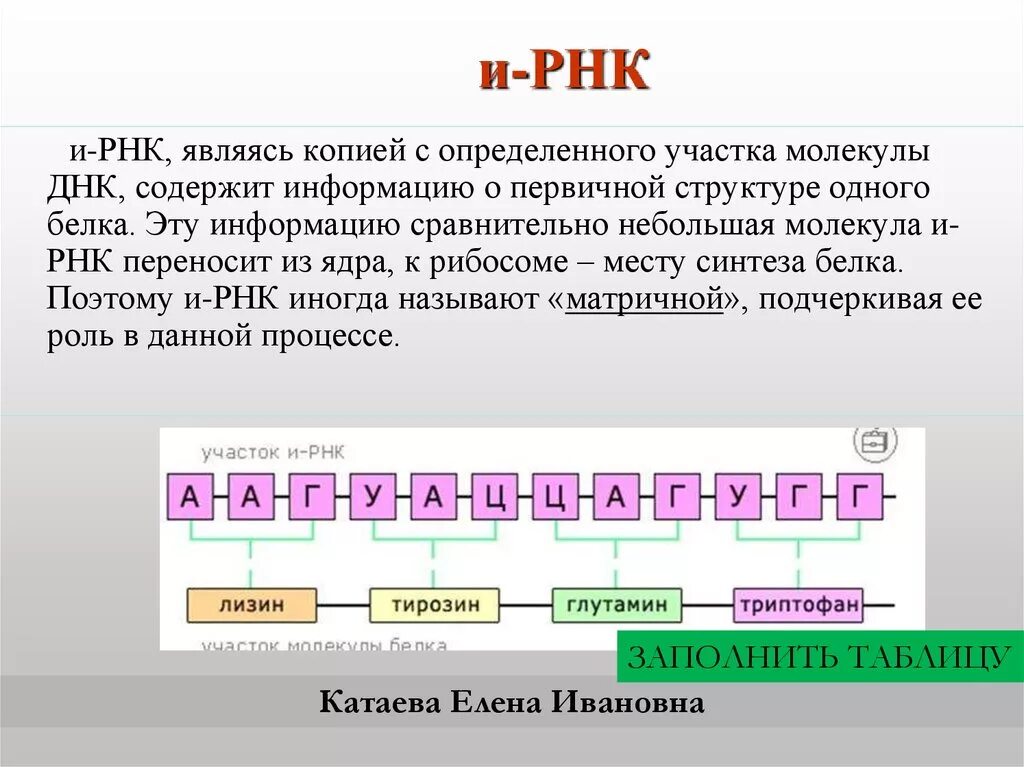 Сколько нуклеотидов содержит м рнк. Строение ИРНК ТРНК РРНК. Строение молекулы ИРНК. Структура молекулы ИРНК. Информационная РНК строение.