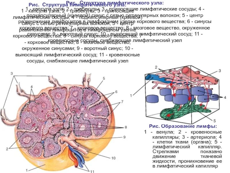 Лимфатический узел гистология схема. Клетки лимфатического узла гистология. Структуры лимфатического узла гистология. Лимфатические фолликулы лимфатического узла гистология. Лимфоузлы структурны