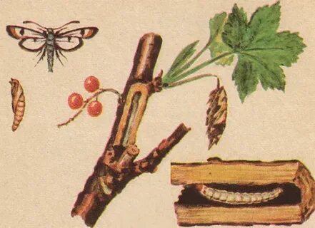 Срез смородины