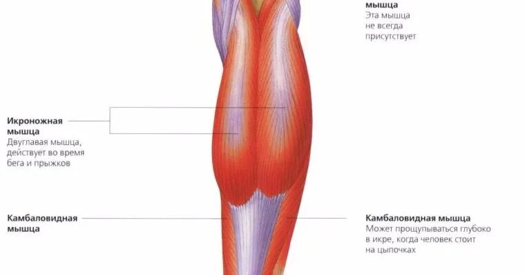 Растяжение камбаловидной мышцы симптомы. Разрыв камбаловидной мышцы симптомы. Икроножная мышца голени. Мышцы голени икроножная мышца и камбаловидная.
