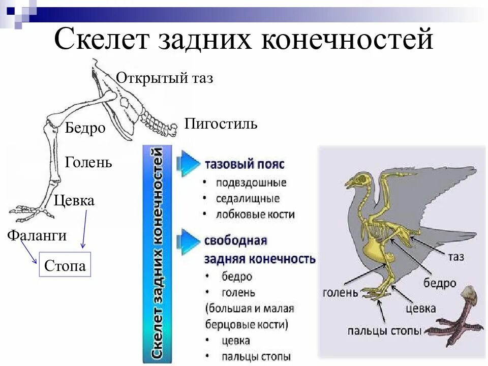 Цевка. Скелет птицы пояс передних конечностей. Скелет птицы пояс задних конечностей. Скелет пояса верхних конечностей птиц. Скелете птицы кости пояса передних конечностей.