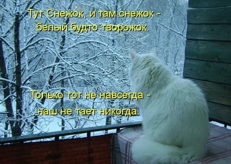 Кот ждет весну. Зимние коты с надписями. Жду весну. Кот в снегу. Жду зиму.