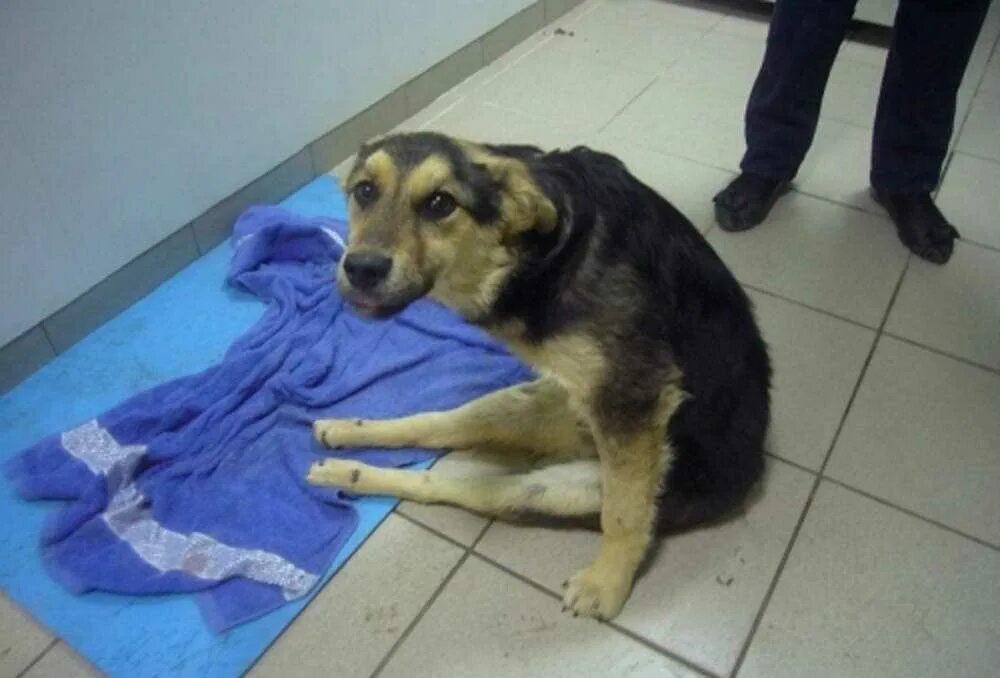 Лапы ши тцу. Собака не встает на лапы. Собака не встает на лапы. Щенок спит. Собака с поджатым хвостом.