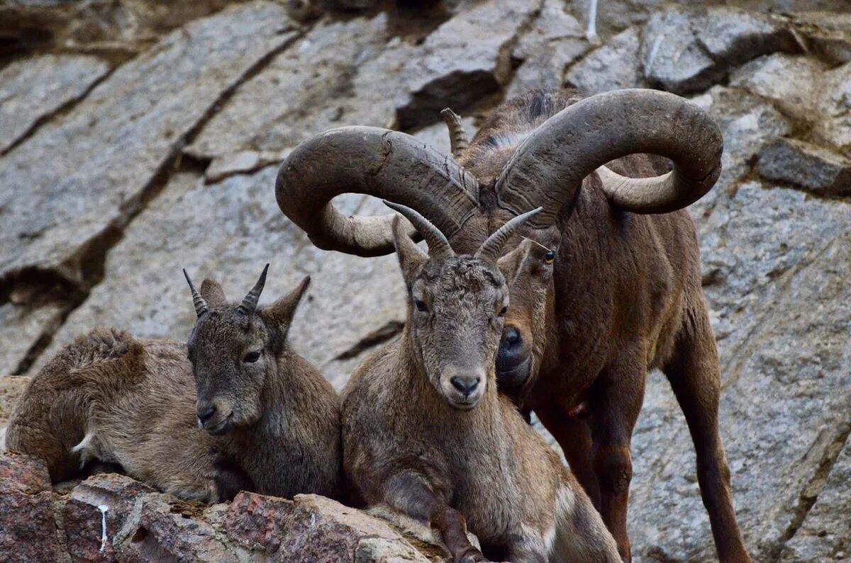 Twitter Animals, Cute animals, Cute