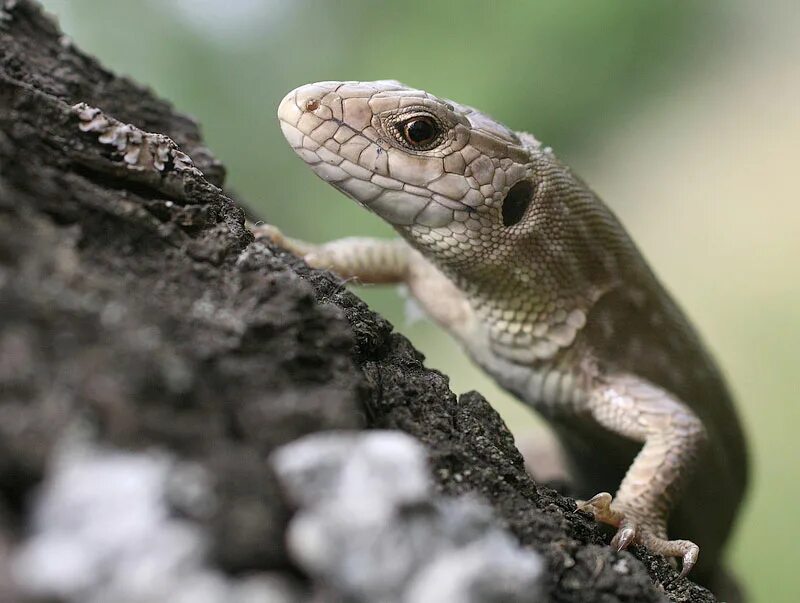 1 вид рептилий. Ящерица Lacerta Agilis. Прыткая ящерица. Пресмыкающиеся ящерицы. Прыткая ящерица Поволжье.