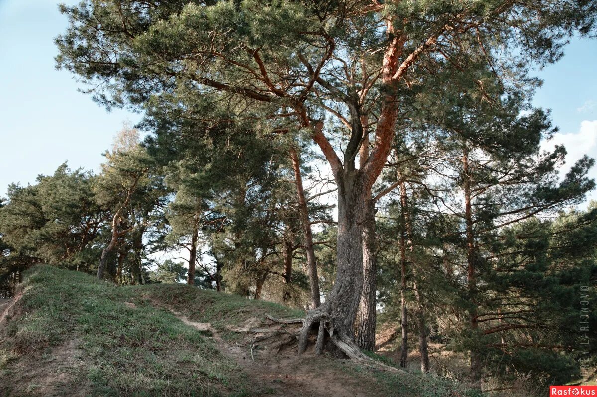 сосновый бор подмосковье. сосны на холме. сосновый лес башкортостан. север подмосковья сосны холмы. сосновый бор в горах.
