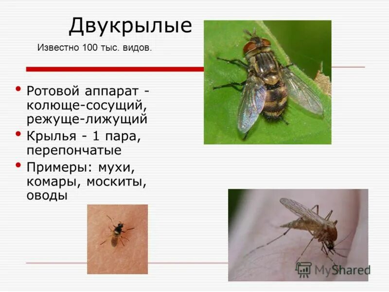 Отряд насекомых Двукрылые представители. Двукрылые ротовой аппарат. Двукрылые строение крыльев. Тип крыльев у двукрылых.