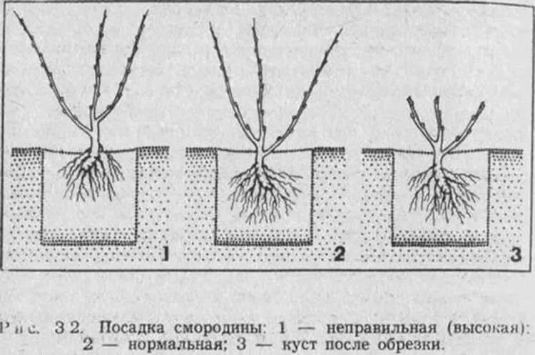 Посадка смородины черной весной саженцами в открытый. Схема посадка кустов смородины весной. Схема посадки черной смородины осенью. Посадка кустов черной смородины.