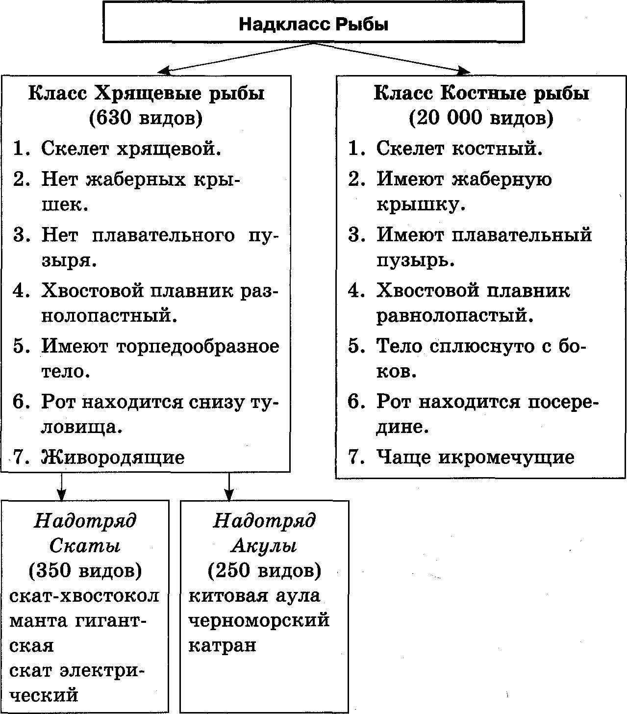 Чем отличаются классы рыб. Таблица различие костных рыб от хрящевых. Хрящевые и костные рыбы отличия таблица. Таблица классов рыб хрящевые и костные. Отличия хрящевых рыб от костных рыб таблица.