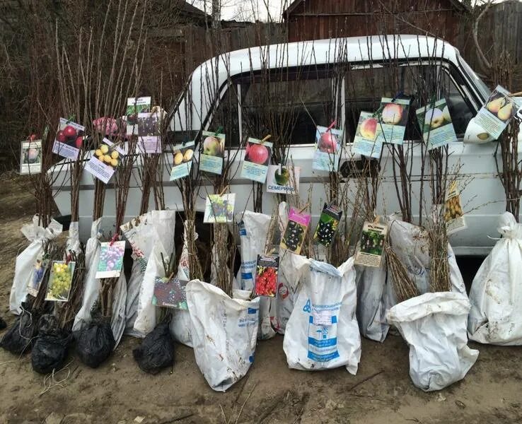 Саженцы роз Садовита. Торговля саженцами роз. Саженцы на рынках России. Питомник Пенза саженцы. Рассада пенза купить