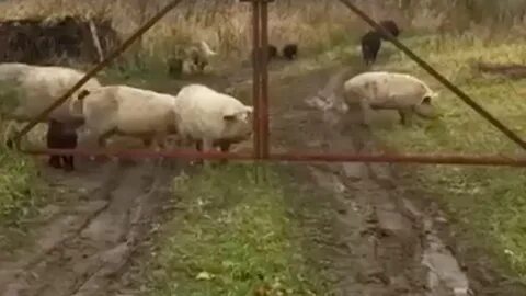 Снять свинью