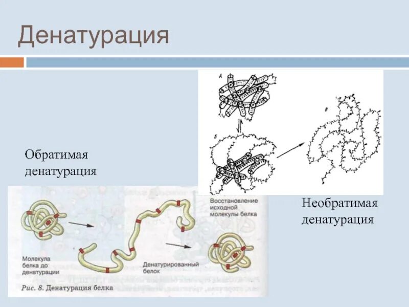 Процессы денатурации белков. Денатурация обратимая и необратимая. Необратимая денатурация. Обратимая денатурация белка. Денатурация обратимая и необратимая примеры.