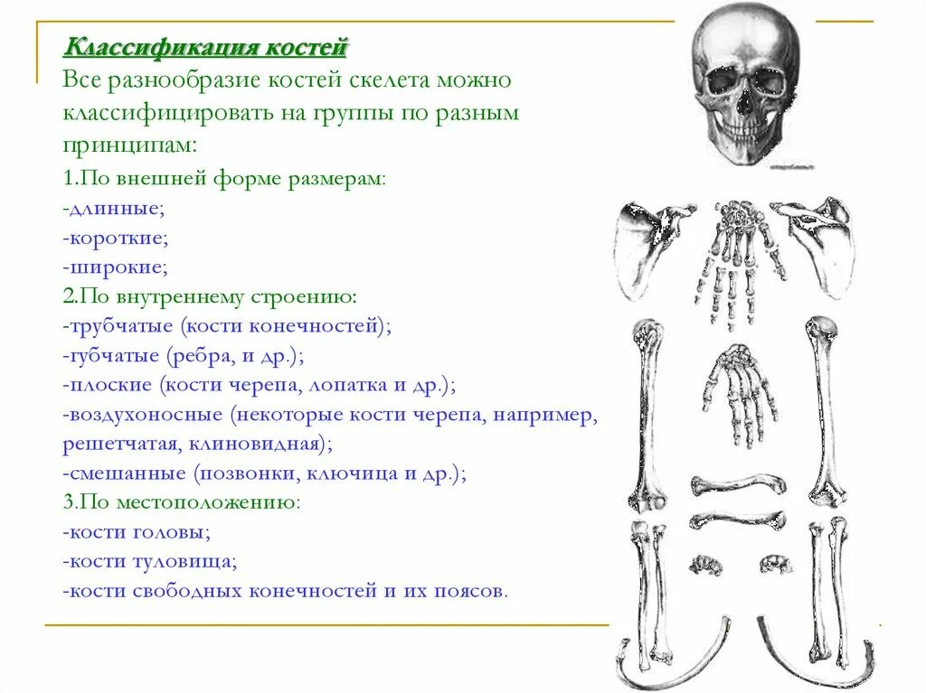 5 групп костей. Строение и форма костей классификация костей. Классификация костей трубчатые губчатые. Классификация и строение костей части скелета. Внешнее строение и форма костей классификация костей.