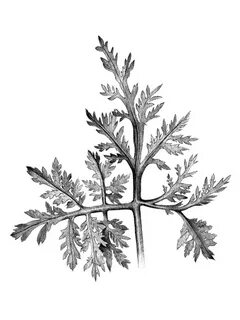 Wormwood перевод