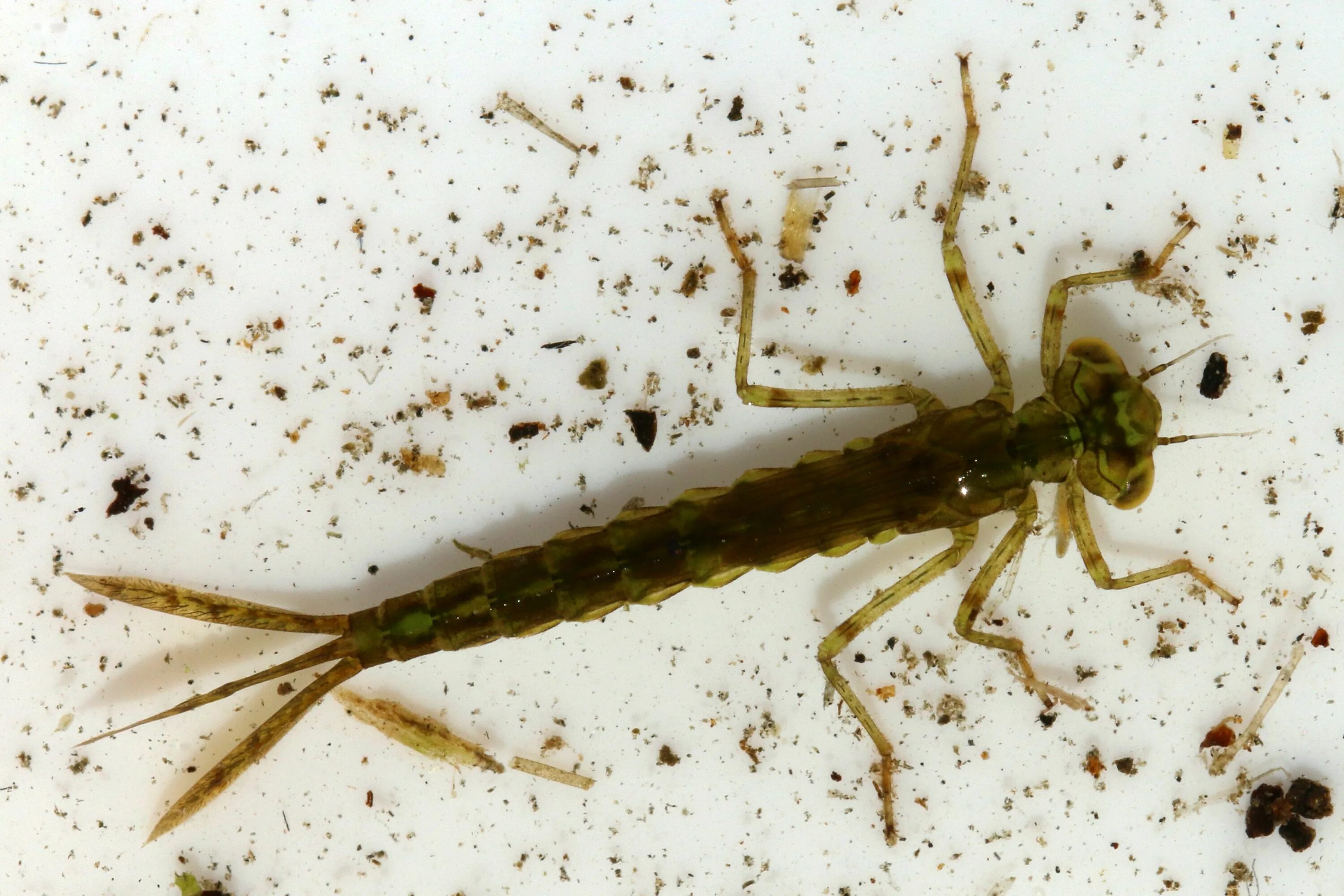 Личинка равнокрылой Стрекозы. Ischnura elegans личинка. Наяда Стрекозы. Личинка Стрекозы Лютки. Личинка стрекозы и малек рыбы