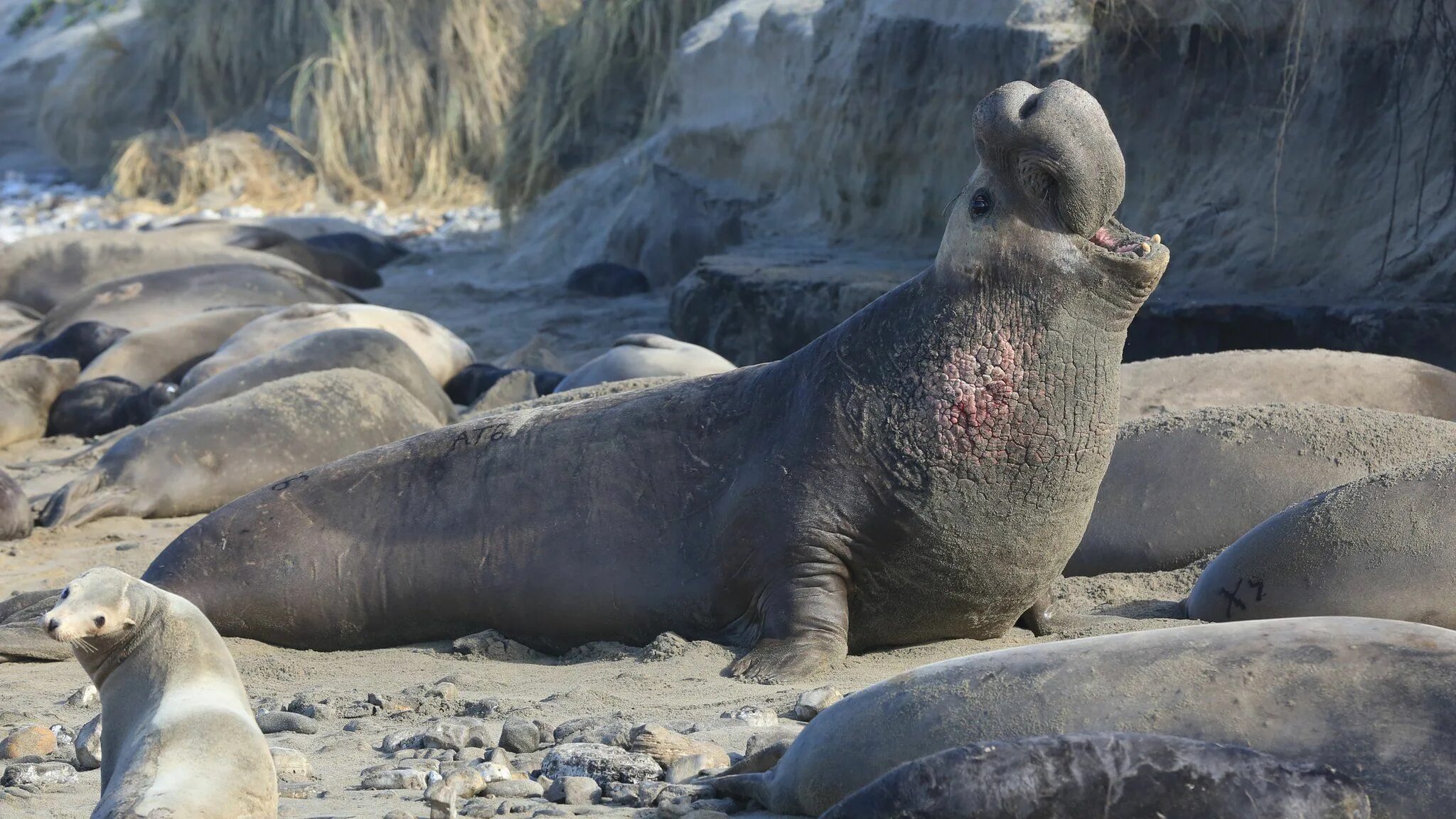 Южный морской слон. Южный морской слон Mirounga Leonina. Северный морской слон (Mirounga angustirostris). Морские слоны в Антарктиде.