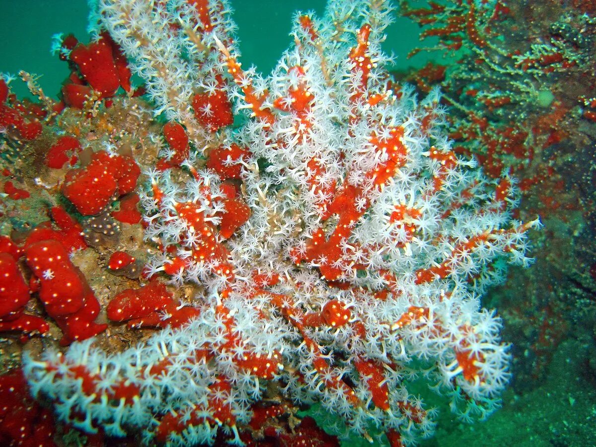Кораллы красного моря. Корали форжа. Коралл шестилучевые кораллы. Корали форжа. Солнечник кораллы.