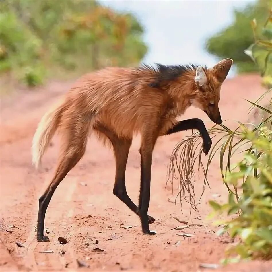 File:Lobo Guará andando.jpg - Wikipedia