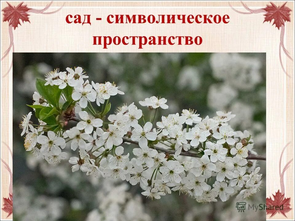 Вишневый сад символ россии. Вишневый сад. Образ вишневого сада. Образ вишнёвого сада в пьесе вишнёвый. Героиня вишневого сада в саду весной.