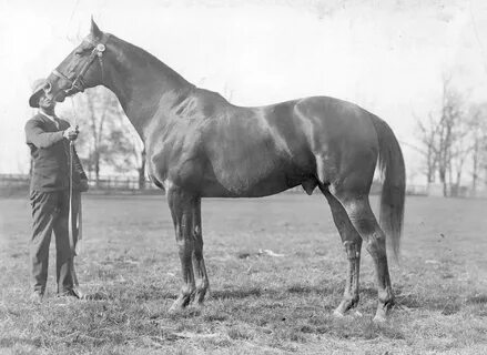 Horse manning