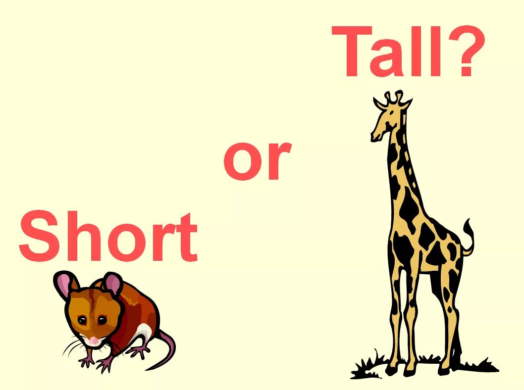 Tall height. Small транскрипция на английском. Темные волосы транскрипция на английском. Английский в картинках. Tall картинка для детей.