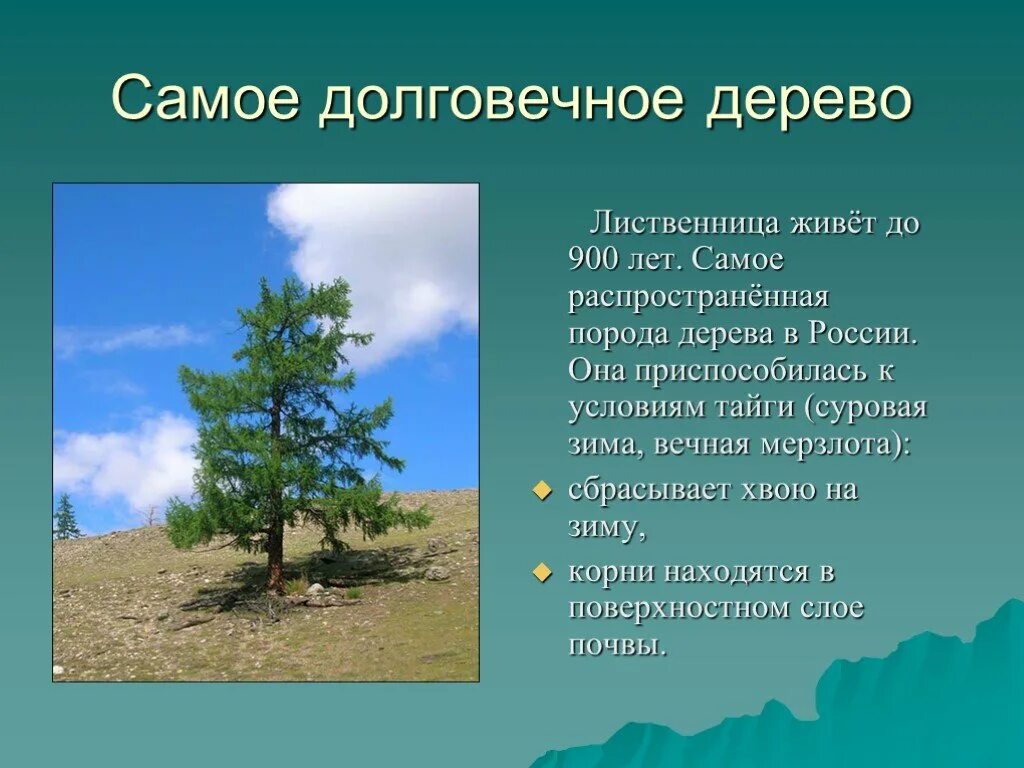 Растения живущие в россии. Самые долговнчное дерево. Самое долгоживущее дерево в России. Интересные факты о лиственнице. Самое долго живущие дерево.