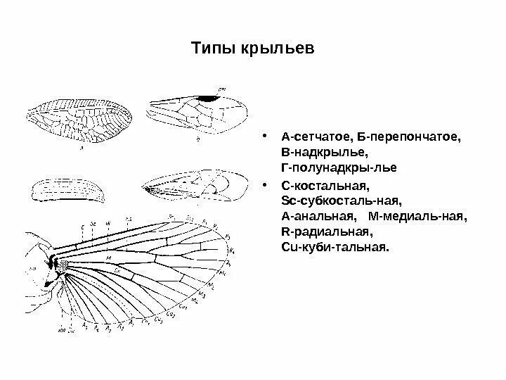 Типы крыльев. Жилкование крыльев насекомых схема. строение и типы крыльев насекомых. типы опушения крыльев насекомых. общая схема жилкования крыла насекомого.