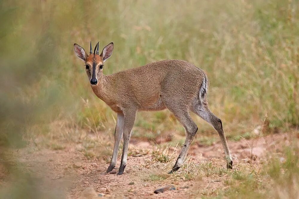 Желтоспинный Дукер. Кустарниковый Дукер. Чепрачный Дукер. Sylvicapra Grimmia.