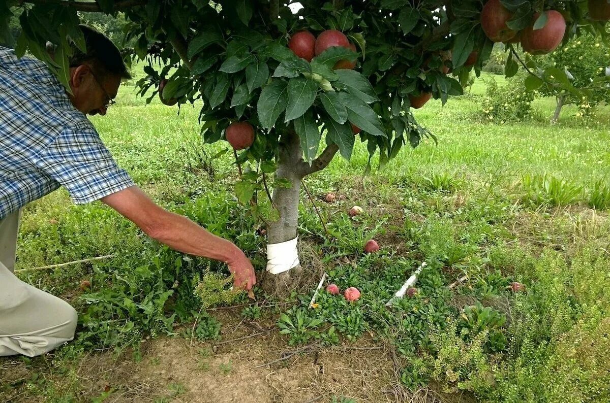 Чем подкормить фруктовые деревья