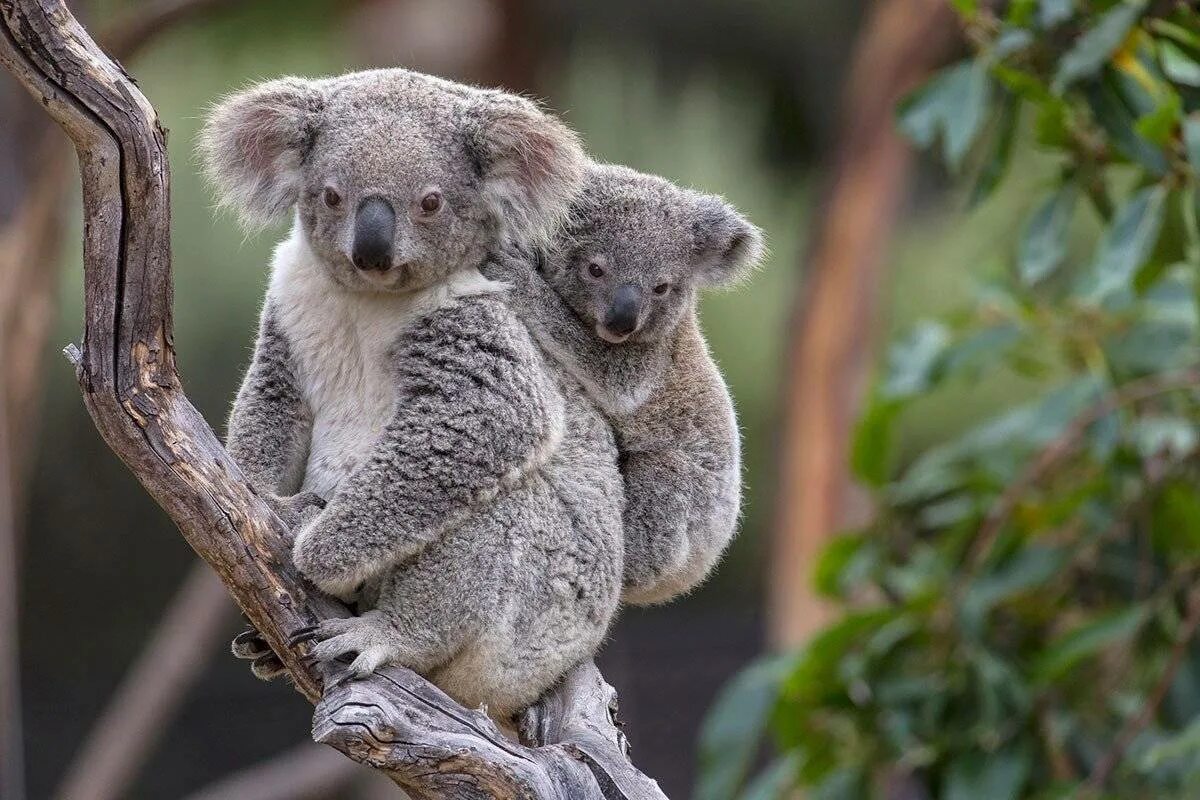 Чистое животное в мире. Коала сумчатое. Сумчатые животные Австралии коала. Мишка коала. Эндемики Австралии коала.