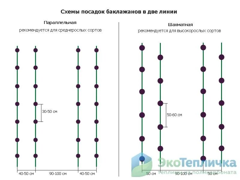 Расстояние между огурцами при посадке. Схема посадки перцев в теплице 3х6 из поликарбоната. Схема посева огурца в теплице. Схема высадка рассады баклажана в открытый грунт. Схема посадки перца в открытом грунте.