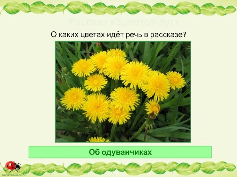 Золотой луг одуванчики. Золотой луг пришвин одуванчик. Загадка про одуванчик. Одуванчик пришвин.