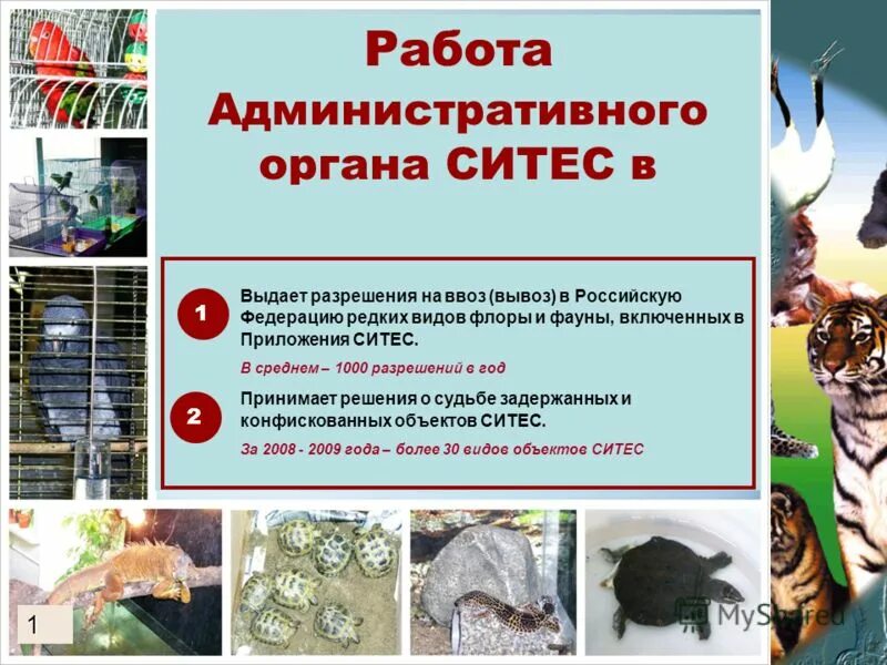 список ситес животные