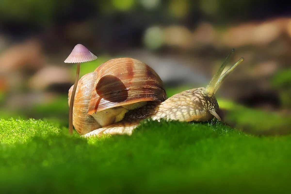 Две улитки смешные. Улитка 2 на 2. Улитка под зонтиком. Улитка rhinocochlis nasuta. Удивительный мир улиток.