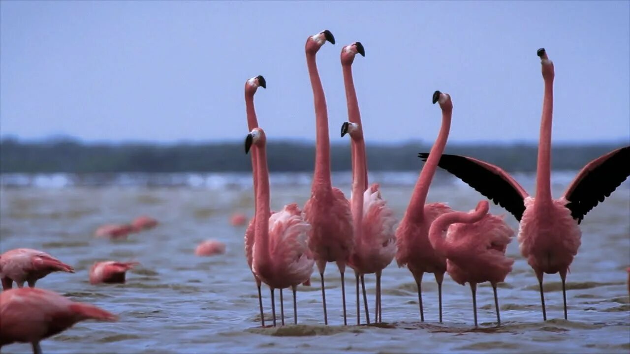 Фламинго танцует. Танцующий Фламинго. Танец Фламинго. Розовые животные в природе кроме -птицы.