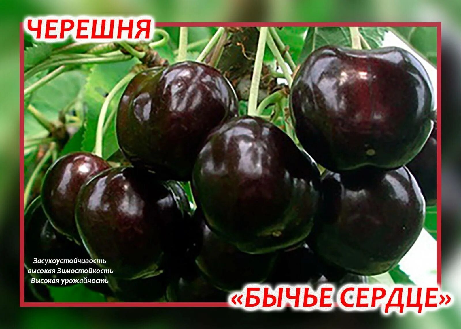 Сорт черешни бычье сердце отзывы. Сорт черешни бычье сердце. саженец черешни бычье сердце. черешня бычье сердце дерево. черешня бычий глаз и бычье сердце.