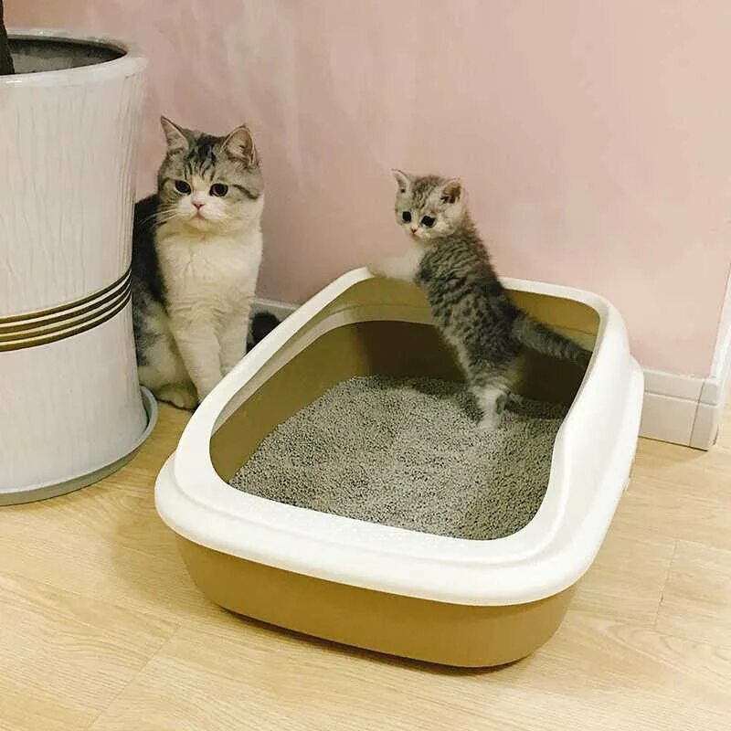 Можно ли кота приучить к лотку. Лоток для кота. наполнитель для лотка для кошек. туалет для котиков. правильный лоток для кошки.