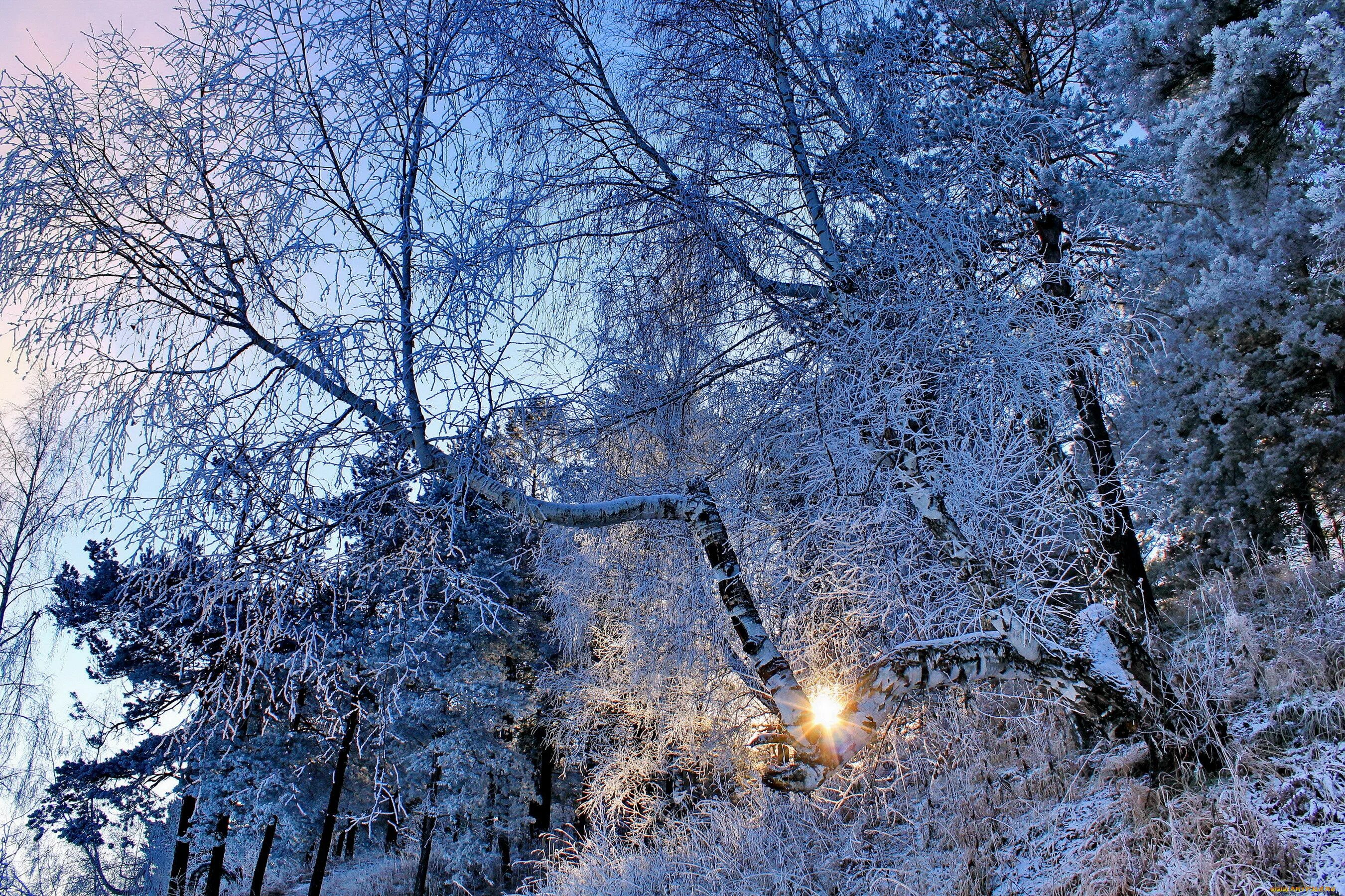 Декабрь природа. Деревья в снегу. Зимнее дерево. Зима в лесу. Зима красивые деревья