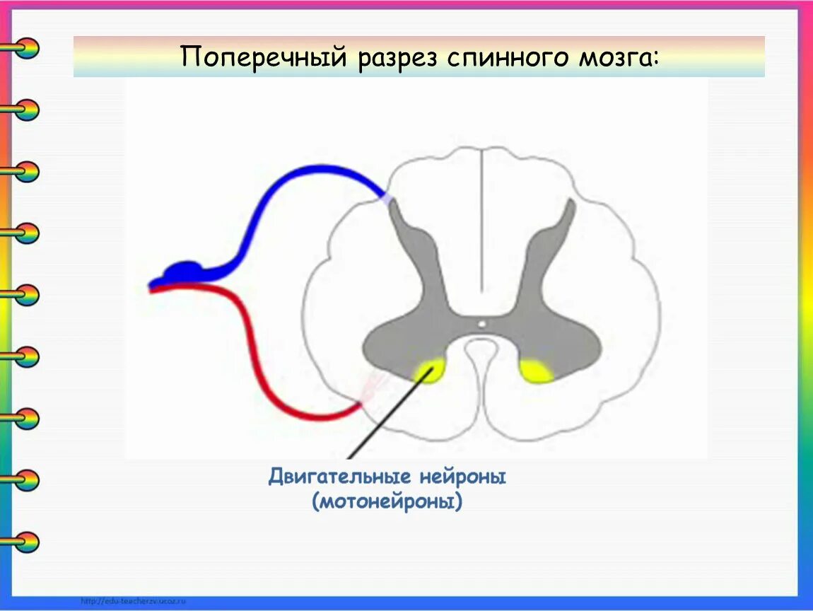 Строение спинного мозга рога. В передних рогах спинного мозга находятся Нейроны. Строение Рогов спинного мозга. Поперечный разрез спинного мозга Рага.